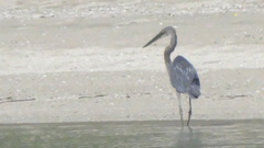 Ardea sumatrana