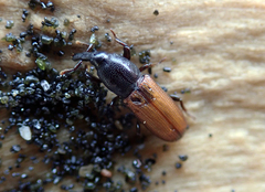 Mesites pallidipennis