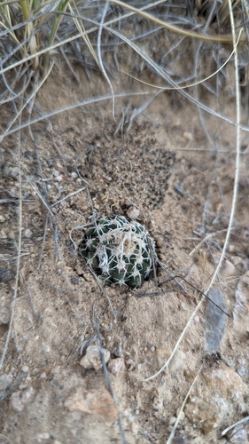 Image of Sclerocactus spinosior by (c) Andrew Dudley, some rights reserved (CC BY)