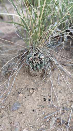 Sclerocactus spinosior