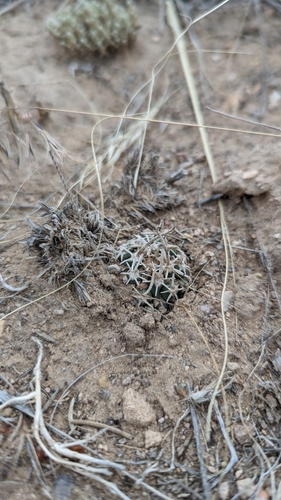 Sclerocactus spinosior