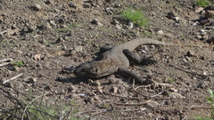 Varanus komodoensis