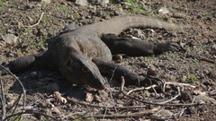 Varanus komodoensis