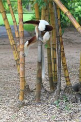 Propithecus coquereli