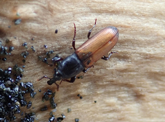 Mesites pallidipennis
