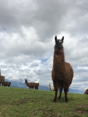 Lama glama