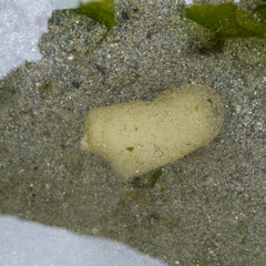 Aglaja ocelligera