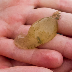 Aglaja ocelligera