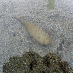 Aglaja ocelligera