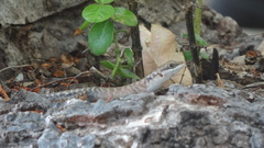 Sphenomorphus melanopogon