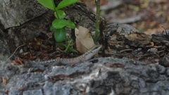 Sphenomorphus melanopogon