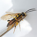 Macrophya formosa - Photo (c) Bill Keim,  זכויות יוצרים חלקיות (CC BY)