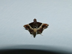 Persicoptera desmotoma