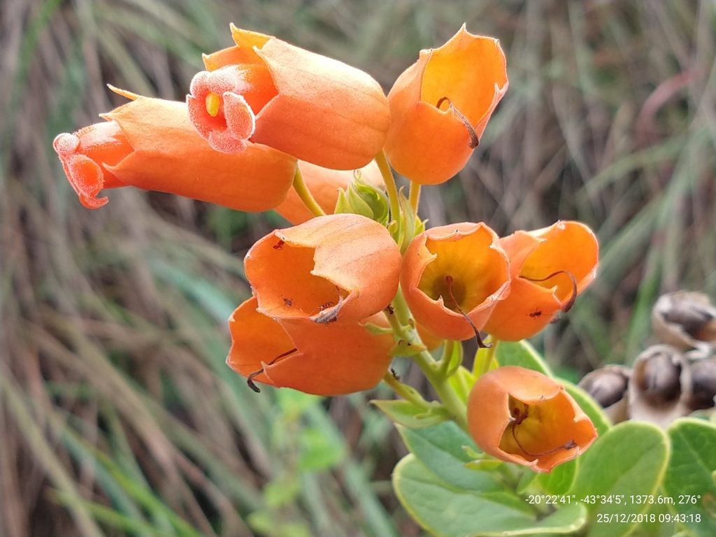 Physocalyx