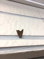 Goniocraspidum pryeri