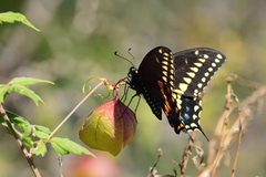 Papilio polyxenes