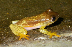 Heterixalus