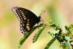 Papilio polyxenes