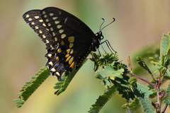 Papilio polyxenes