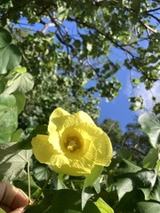 Hibiscus tiliaceus image