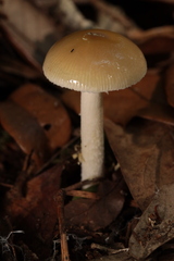Amanita agglutinata image