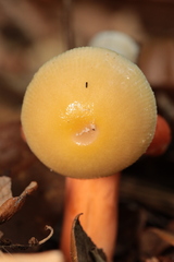 Amanita agglutinata image