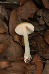 Amanita agglutinata image