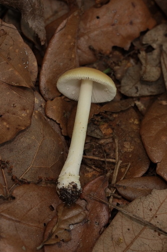 Amanita agglutinata image