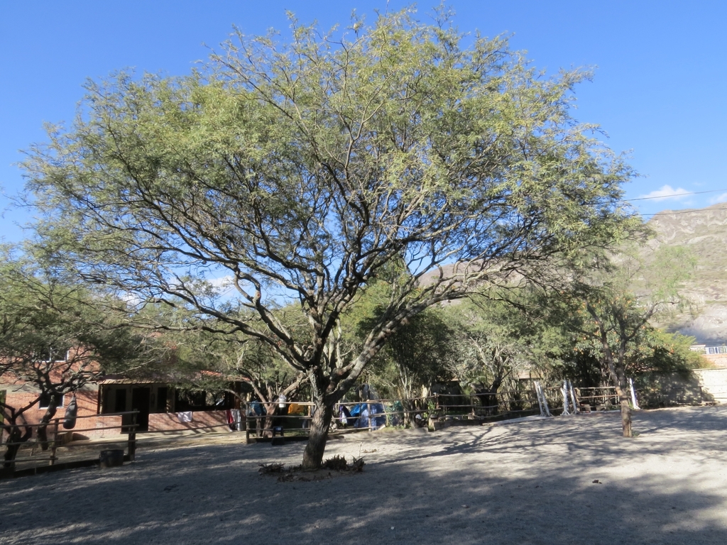 Prosopis andicola (Burkart) A.Galán, E.Linares, J.Montoya & Vicente Orell. 3
