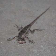 Sceloporus occidentalis