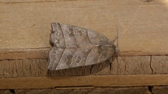 Ipimorpha retusa