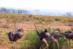 Struthio molybdophanes