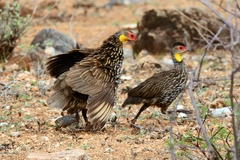 Pternistis leucoscepus