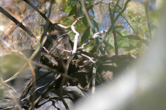 Antrostomus ridgwayi