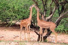 Gerenuk photo 2