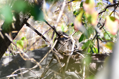 Antrostomus ridgwayi