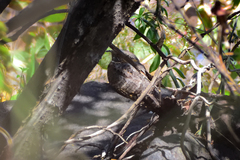 Antrostomus ridgwayi