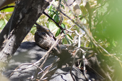 Antrostomus ridgwayi