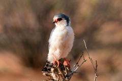 Polihierax semitorquatus