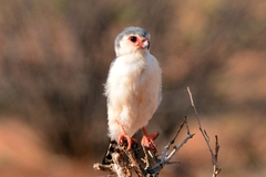 Polihierax semitorquatus