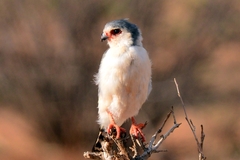 Polihierax semitorquatus