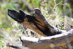 Chordeiles acutipennis