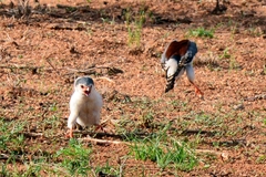 Polihierax semitorquatus