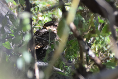 Antrostomus ridgwayi