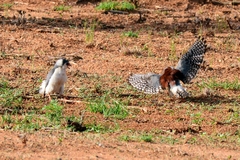 Polihierax semitorquatus