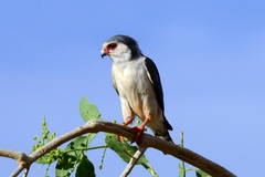 Polihierax semitorquatus