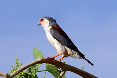 Polihierax semitorquatus