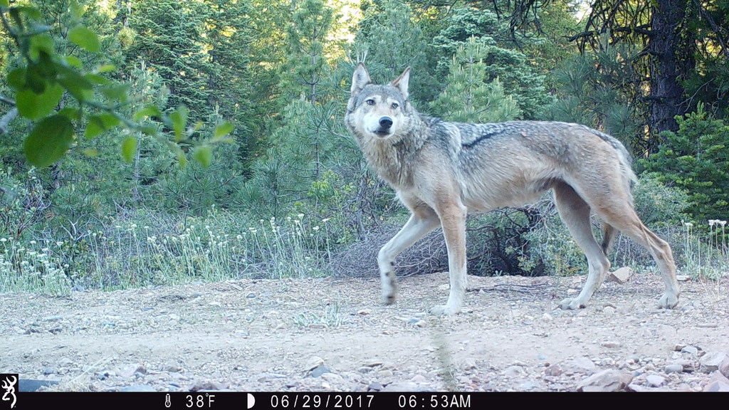 Gray Wolf in June 2017 by Tom Rickman. 0653:062917:38F:0000: :2E[111: ...