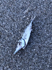 Macroramphosus gracilis