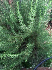 Rosmarinus